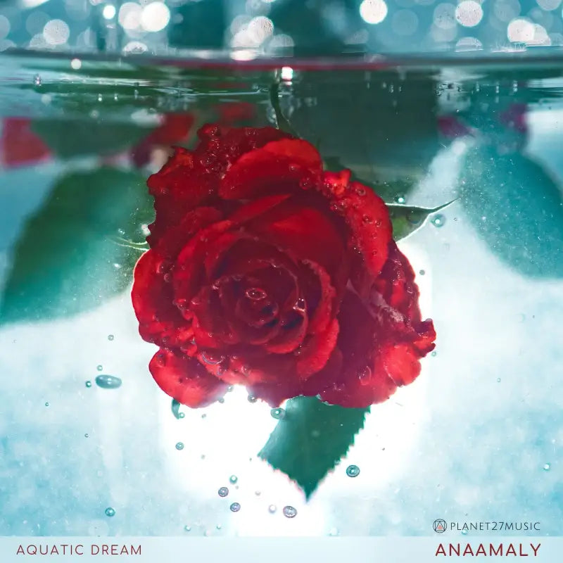 Vibrant red rose submerged in water, showcasing Aquatic Dream’s enchanting beauty